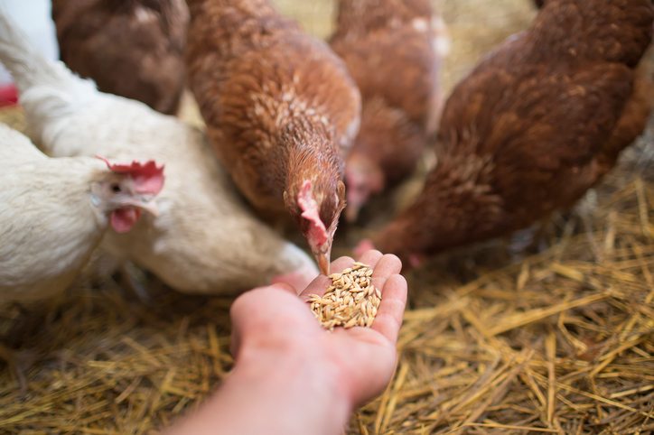 Chicken Feed Ingredients Quality (Improving Composition w/ Supplements &  Additives)